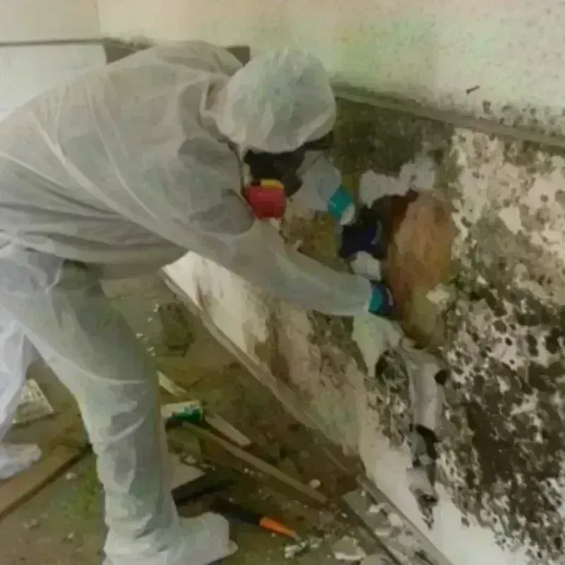 Mold Remediation and Removal in Four Corners, MT